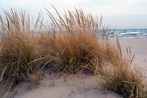 american beach grass