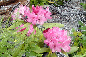 pacific rhododendron