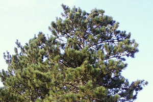 red pine
