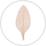 Leaf Anatomy Icon