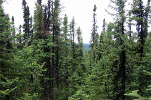 Bonanza Creek Forest