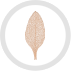 Leaf Anatomy icon